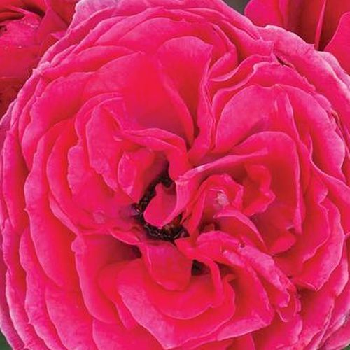 Objednávka ruží - Ružová - záhonová ruža - floribunda - mierna vôňa ruží - Rosa Sava™ - PhenoGeno Roses - -